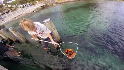 Massive octopus caught by fishermen off Tasmania