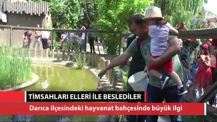 Dev timsahları elleri ile beslediler