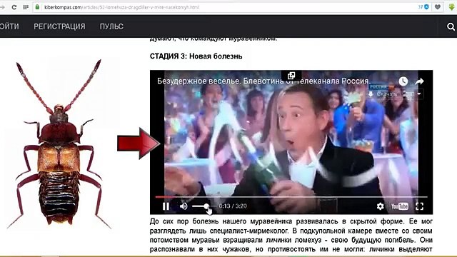 Алкоголь - 10. Ломехуза драгдиллер в мире насекомых. РФ как муравейник. Человейник земля. (Podobrey.ru)