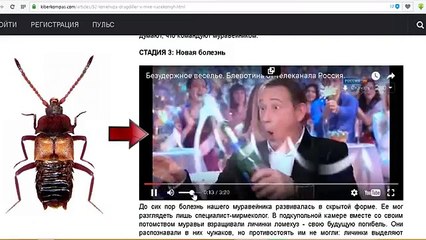 Алкоголь - 10. Ломехуза драгдиллер в мире насекомых. РФ как муравейник. Человейник земля. (Podobrey.ru)