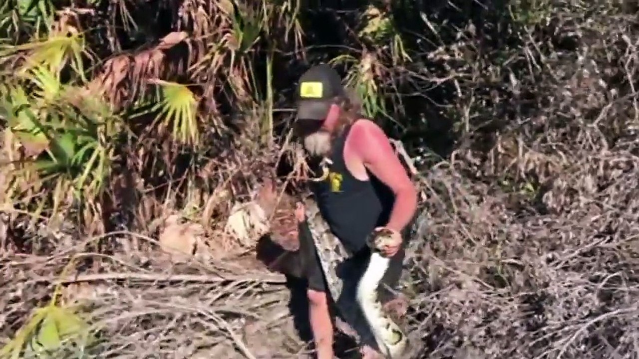 Python hunter catches 16ft pregnant snake carrying clutch of 78 eggs - with his bare hands