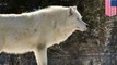 White Lady wolf: $10,000 reward offered to find killer of rare white wolf in Yellowstone - TomoNews