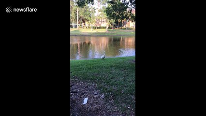 Aggressive swan attacks woman
