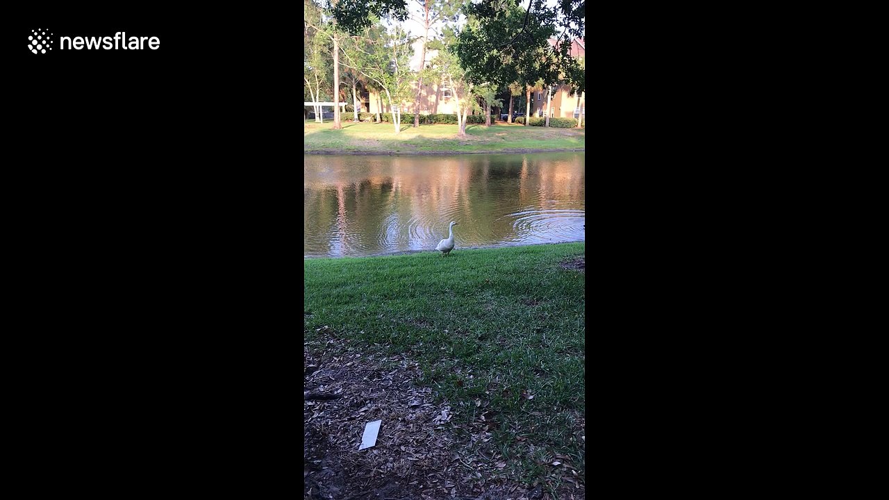 Aggressive swan attacks woman