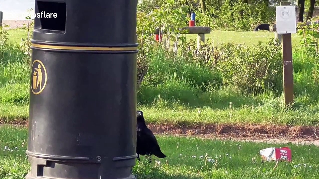 Raven raids a bin for some KFC