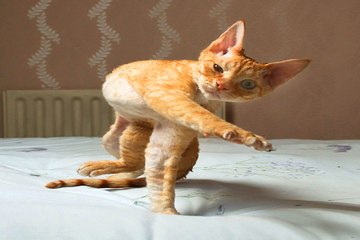 Funny Cats Compilation 2017 Cat Fails 2017 Funny Pets 2017 #7