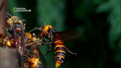 National Geographic Böcek Savaşları