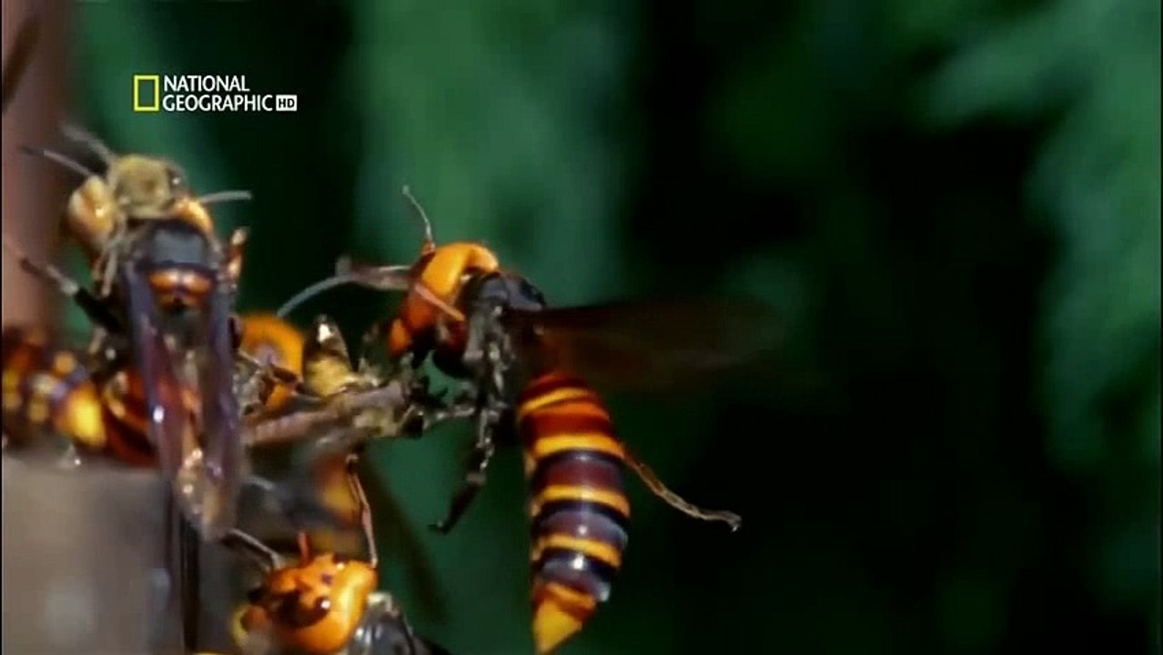 National Geographic Böcek Savaşları