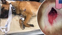 Anjing tertembak demi melindungi petugas polisi - Tomonews