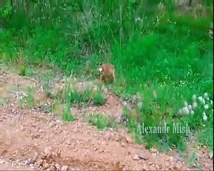 Добро - 5. Мои дети будут расти на таких видео. (Podobrey.ru)