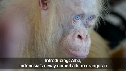 Albino orangutan named 'Alba' after global appeal