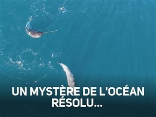Le mystère de la 'corne' du narval enfin résolu