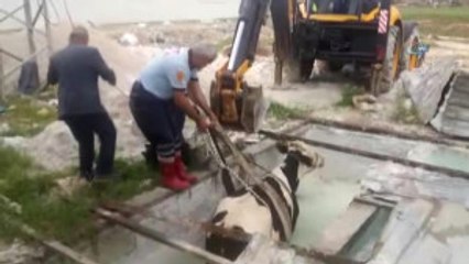 Havuza Düşen İnek İçin Kurtarma Operasyonu