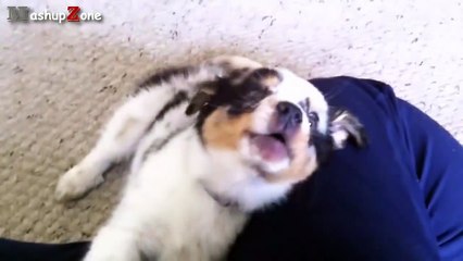 Top 10 Cutest Puppies Howling Compilation 2015-