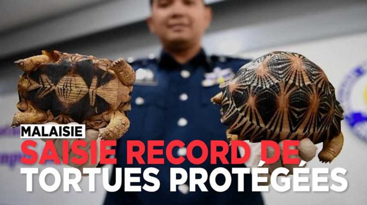 Malaisie : saisie de record 330 tortues vivante...