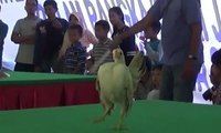 Kontes Joget Ayam Undang Gelak Tawa Penonton