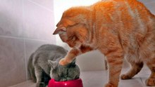 Funny Cats Compilation 2017 Cat Fails 2017 Funny Pets 2017 #9