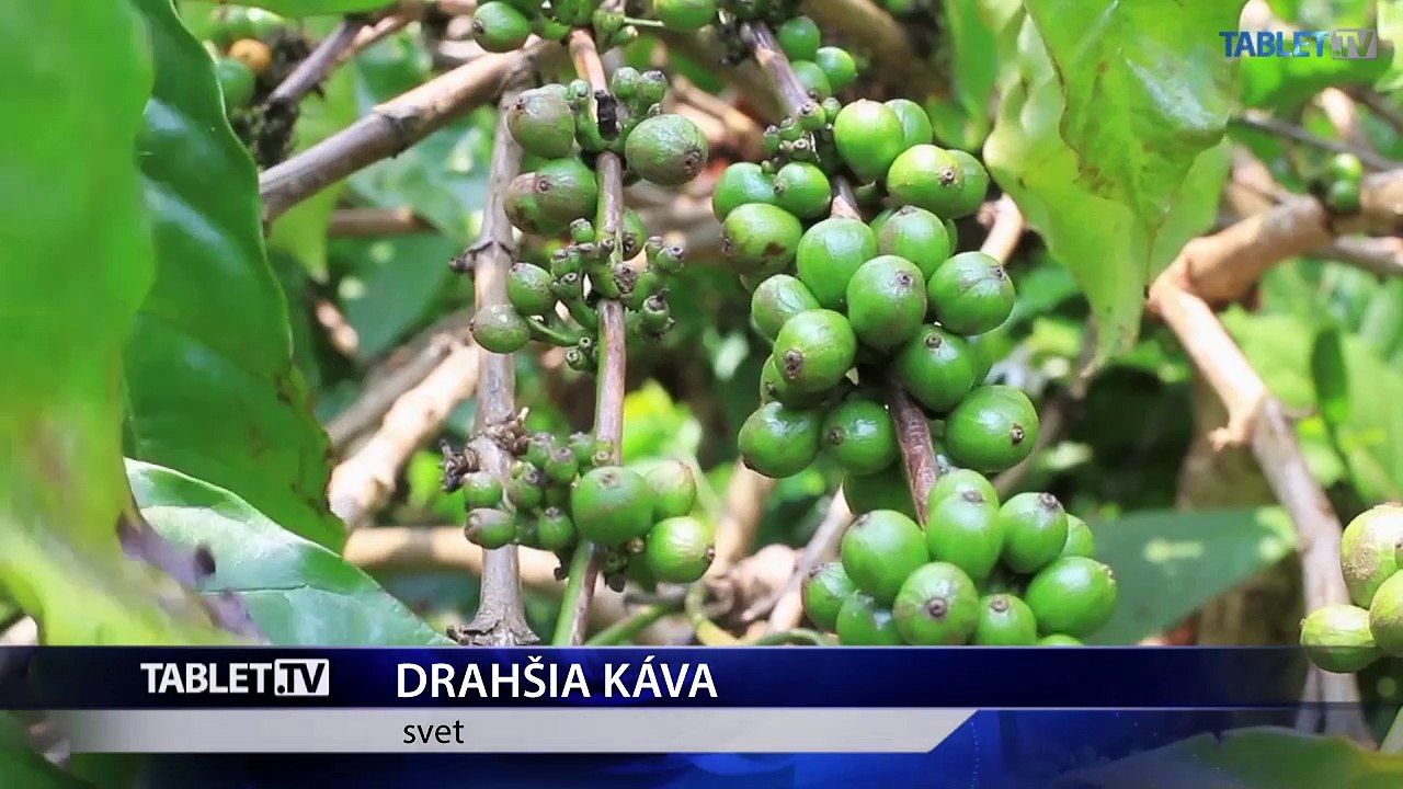 Kávovníky znehodnotené suchom zdvihli ceny kávy na svetovom trhu