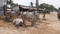 Hindistan'da inek kaçakçılığı