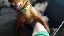 JEALOUS DOGS Want Attention From Their Owners 2017  [Fun