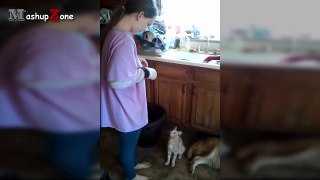Funny Cats Jumping Into Owner's Arms Compilation _ NE