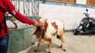 Funny Goats 2017   GOATS Making Funny Sounds and Noises [Funny Pe