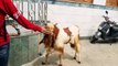 Funny Goats 2017   GOATS Making Funny Sounds and Noises [Funny