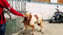 Funny Goats 2017   GOATS Making Funny Sounds and Noises [Funny Pet