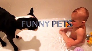 Cute DOGS and BABIES Playing TOGETHER  [Funny