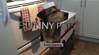 Funniest DOGS IN COSTUMES 2017 [Fun