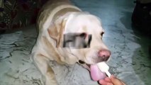 LABRADORS ARE AWESOME 2017  [Funn