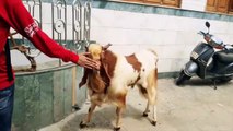 Funny Goats 2017   GOATS Making Funny Sounds and Noises [Funn