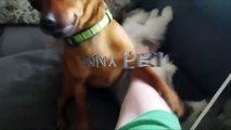 JEALOUS DOGS Want Attention From Their Owners 2017  [Funny