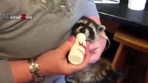 Baby Raccoon Videos - A Cute Baby Animals Compilation [B
