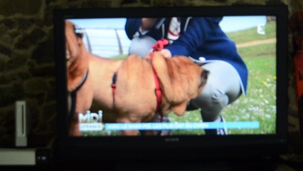 nos shar pei à l'émission midi en france
