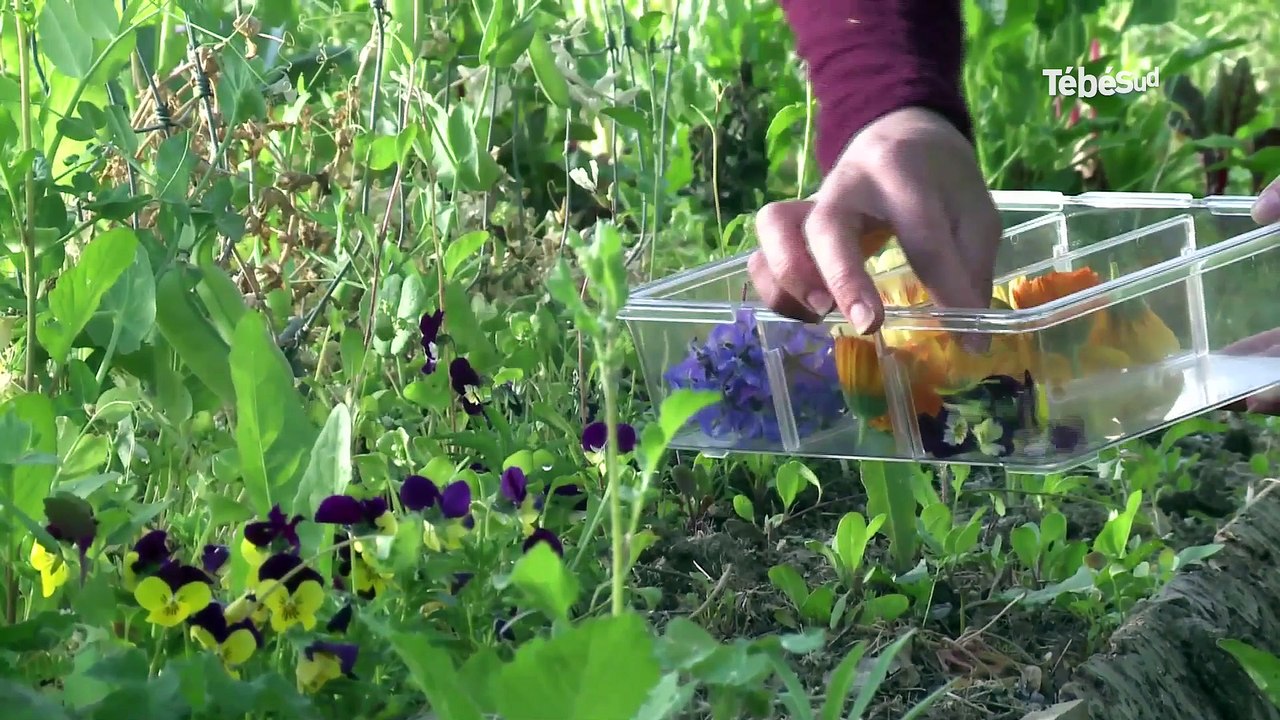 Ploërmel (56) Hélène et Daniel invitent à manger des fleurs