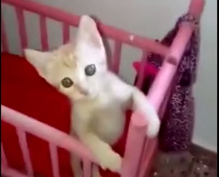 Trop mignon : Ce petit chat se comporte comme un bébé