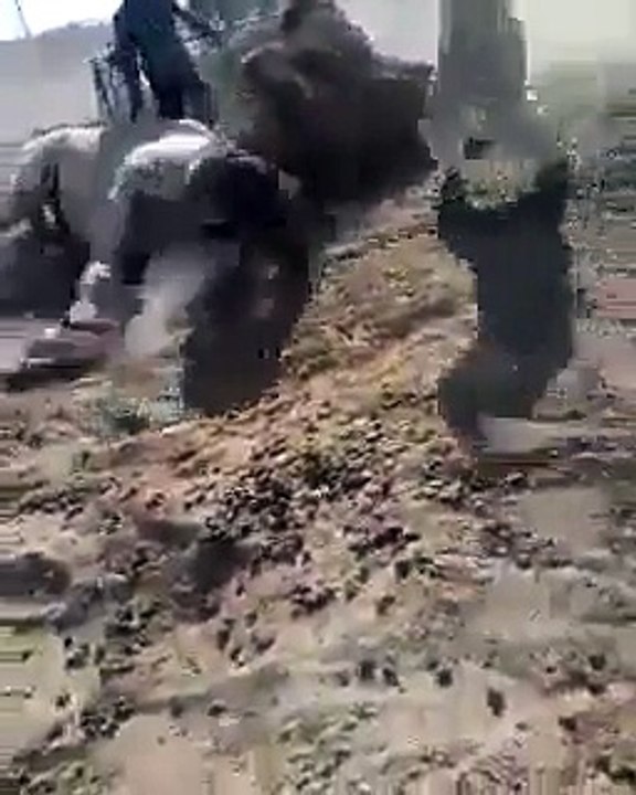 Camel fight