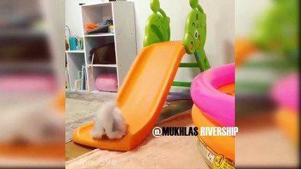 Funny Cats Doing Funny Thing in Instagram Compilation - Mkls