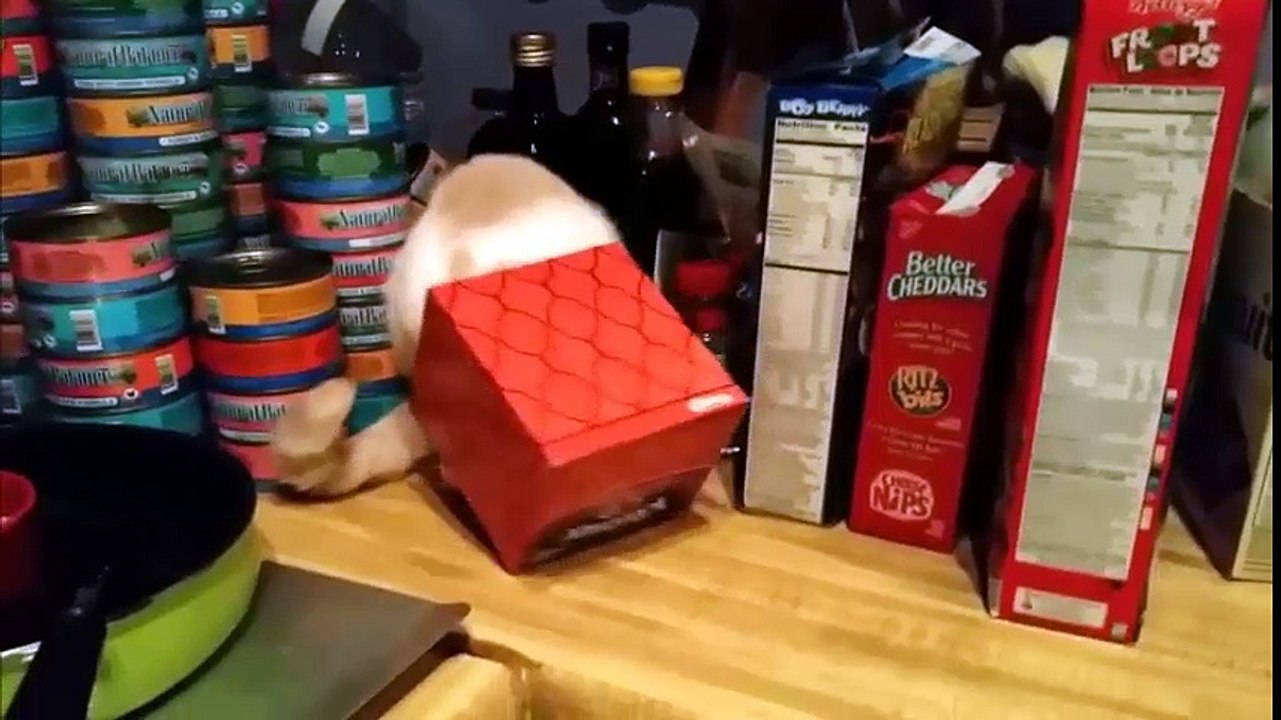 Funny situations of kittens in the house