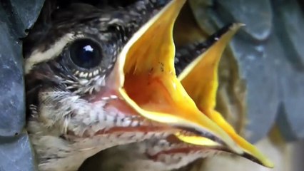 OS 10 PÁSSAROS MAIS PERIGOSOS DO MUNDO