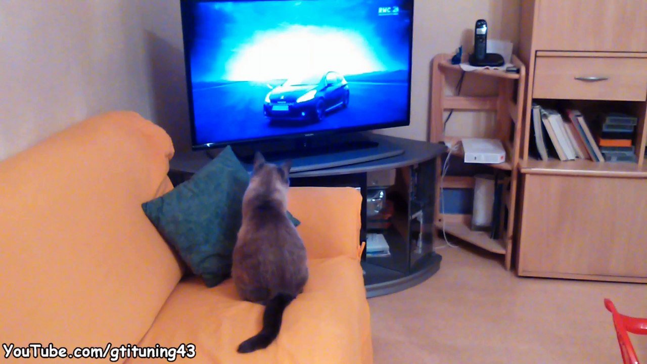 Mon chat regarde Top Gear France à la télévision