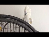 Entertaining Cockatoo Demonstrates Her Daredevil Cage Skills
