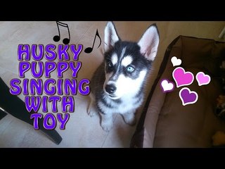 Hip Husky Makes Magical Music With Squeaky Toy