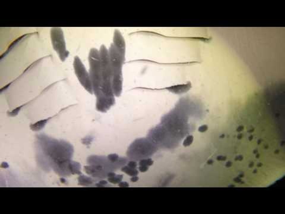 Camera Captures Manta Magic at Night