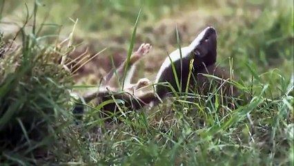 Amazing images of your rabbit hunt -Gelinciğin tavşan avı inanılmaz görüntüler