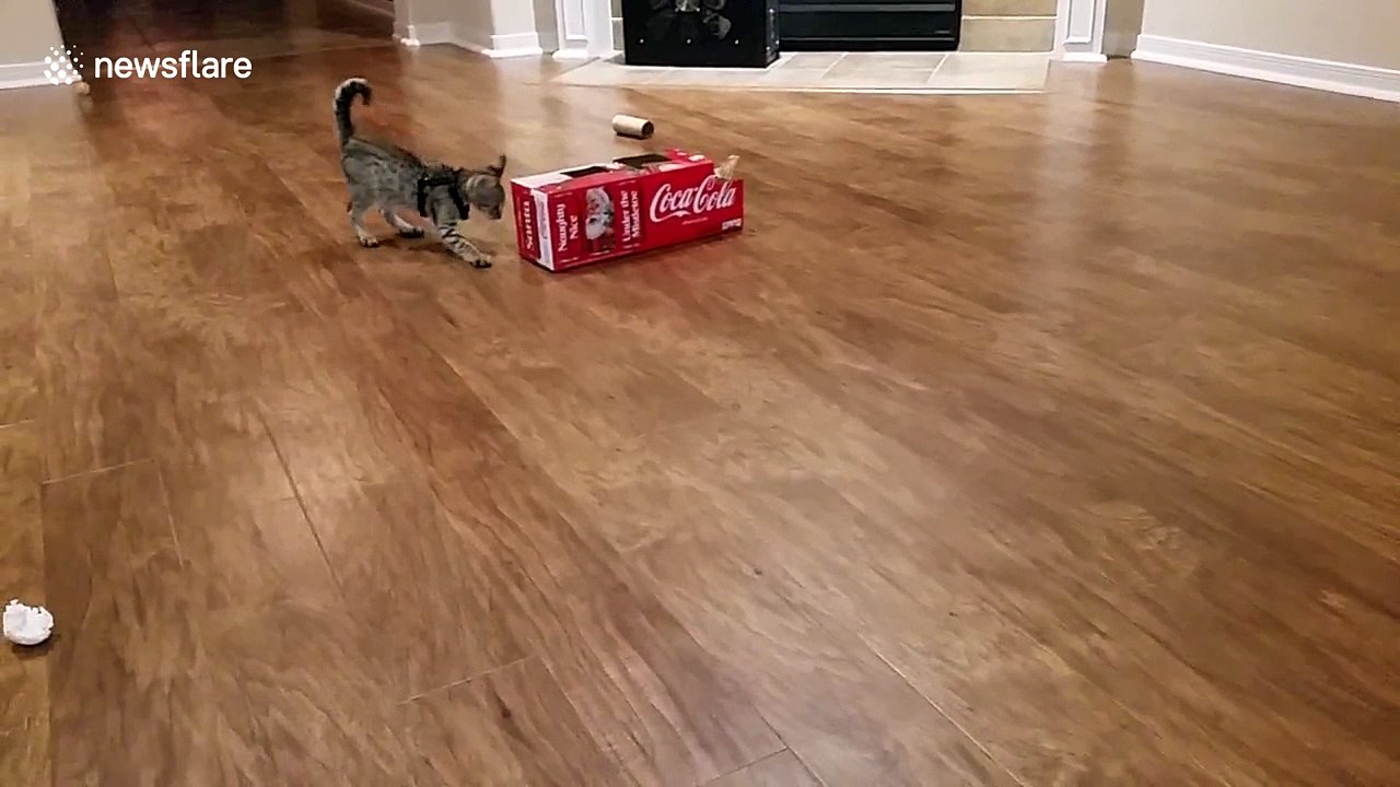 Kitten vs box