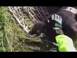 Pescosolido (FR) - Mucca cade in un dirupo, salvata dai Vigili del Fuoco (16.05.17)