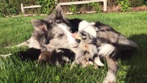 Border collie chiots Roxie