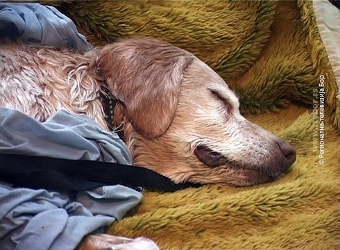 Trovanje pasa se nastavlja, 16. maj 2017. (RTV Bor)